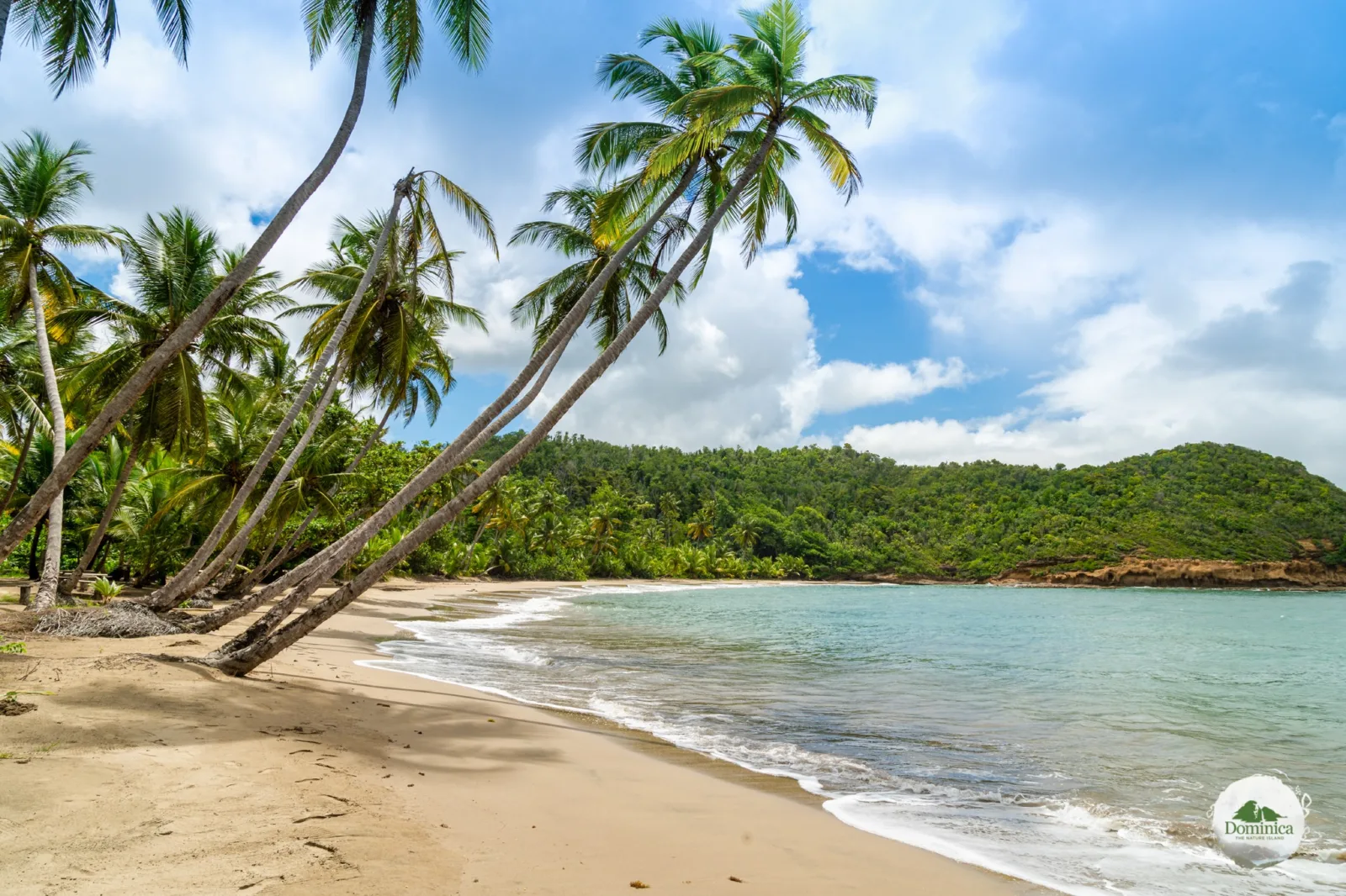 Palms leaning over a sheltered Dominica beach